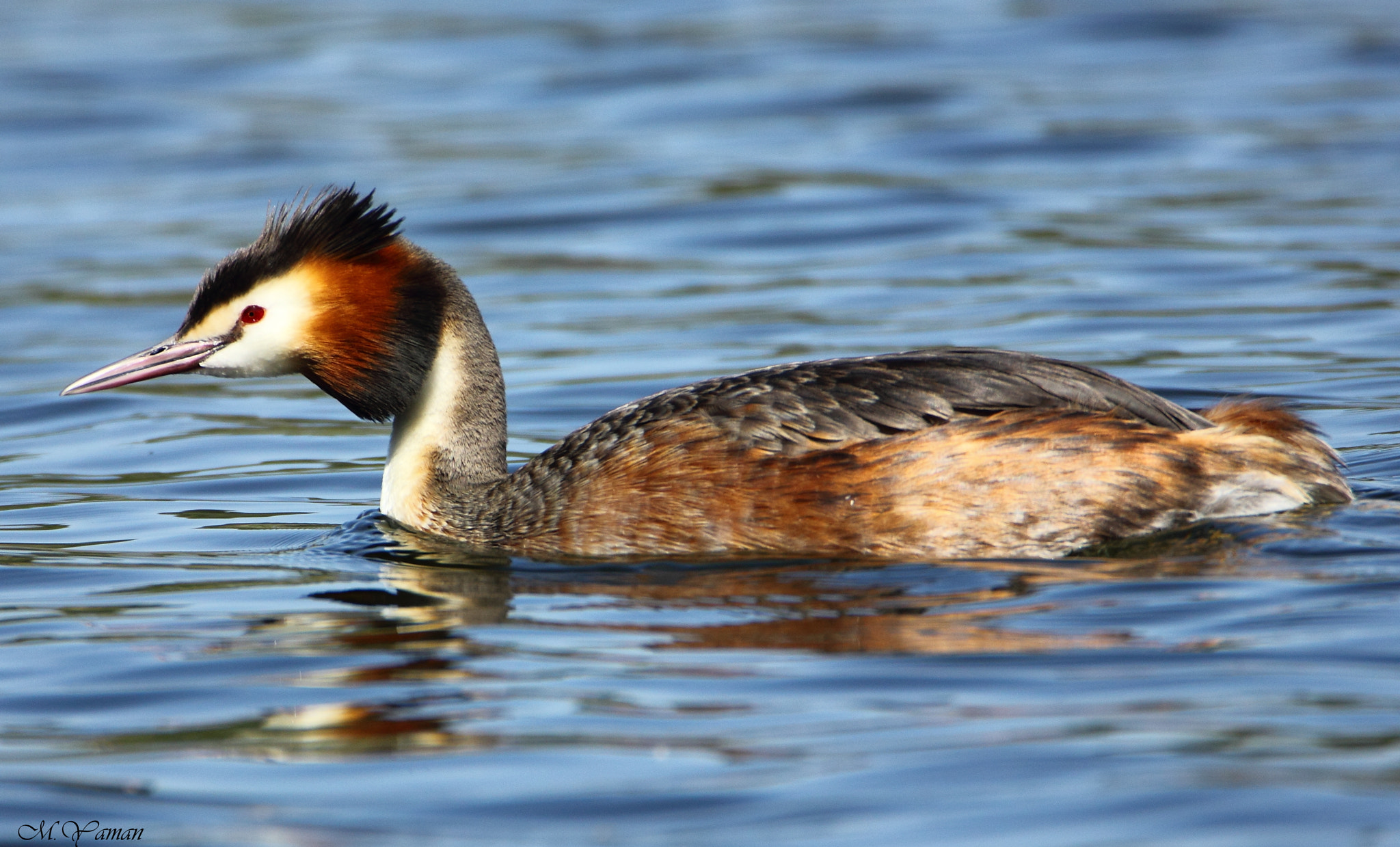 Canon EOS 550D (EOS Rebel T2i / EOS Kiss X4) + Tamron SP 150-600mm F5-6.3 Di VC USD sample photo. Bahri - great crested grebe photography