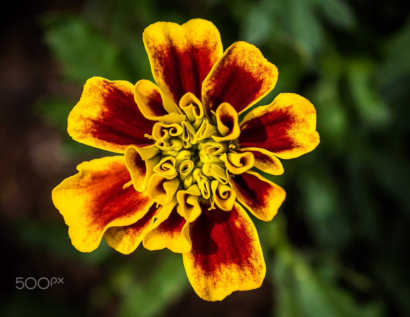 Canon EOS 7D Mark II + Tamron SP AF 90mm F2.8 Di Macro sample photo. Flowers photography