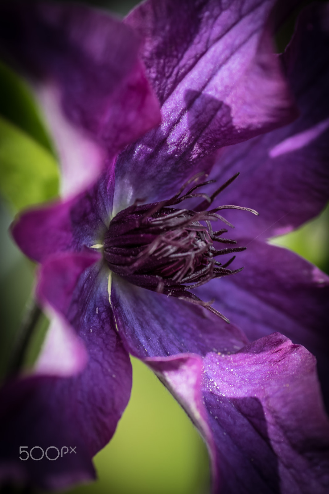 Canon EOS 7D Mark II + Tamron SP AF 90mm F2.8 Di Macro sample photo. Flowers photography