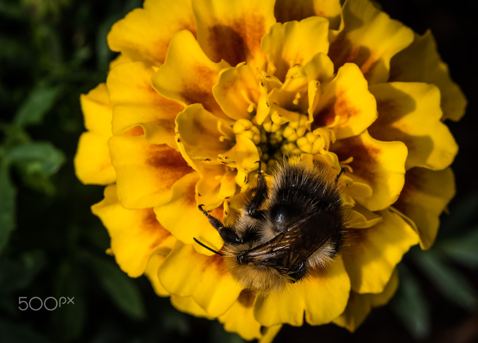 Canon EOS 7D Mark II + Tamron SP AF 90mm F2.8 Di Macro sample photo. Flowers photography