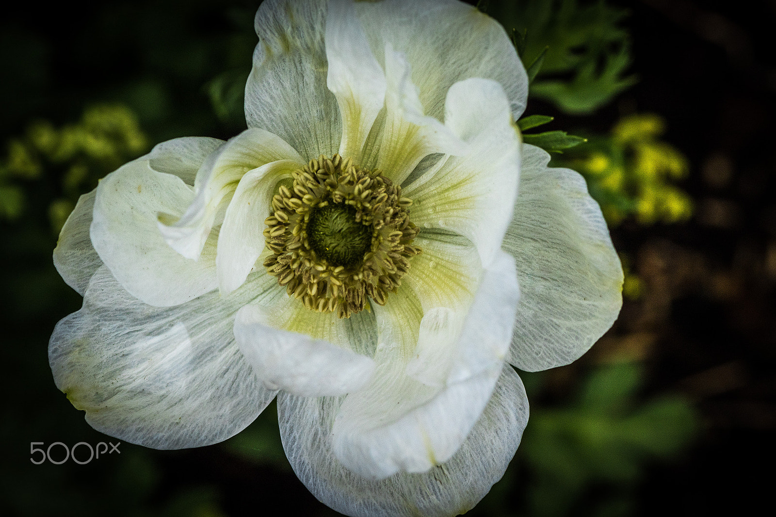 Canon EOS 7D Mark II + Tamron SP AF 90mm F2.8 Di Macro sample photo. Flowers photography