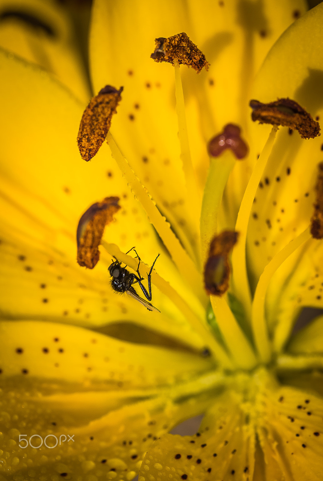 Canon EOS 7D Mark II + Tamron SP AF 90mm F2.8 Di Macro sample photo. Flowers photography
