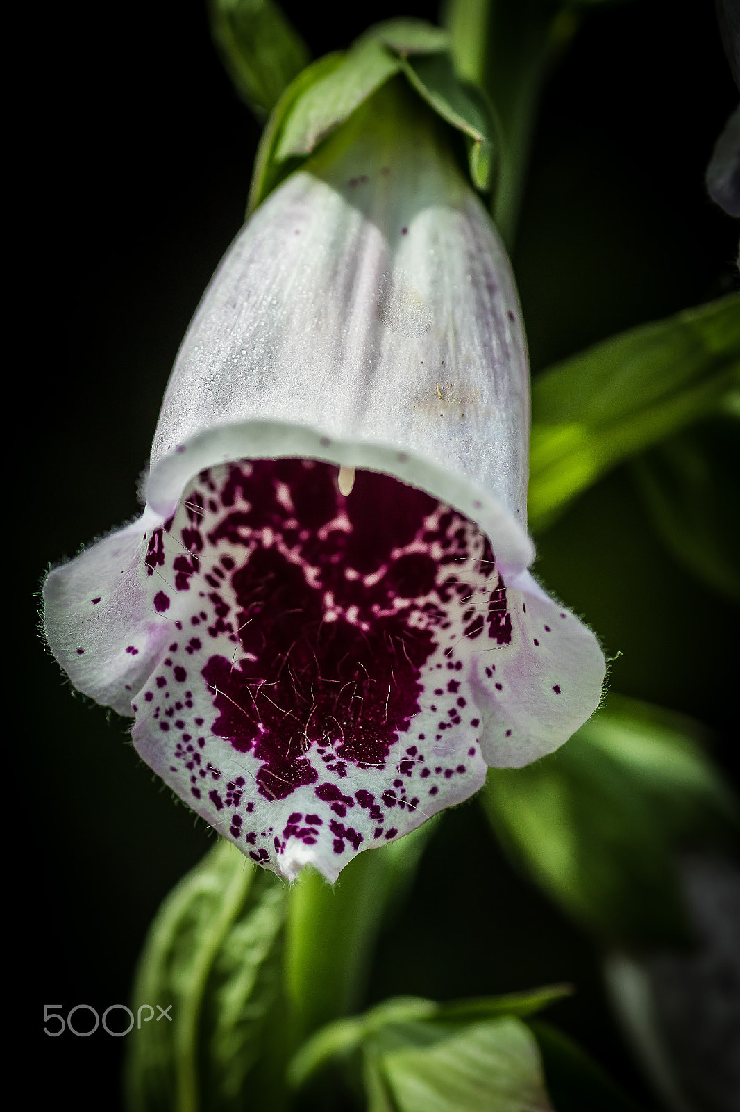 Canon EOS 7D Mark II + Tamron SP AF 90mm F2.8 Di Macro sample photo. Flowers photography