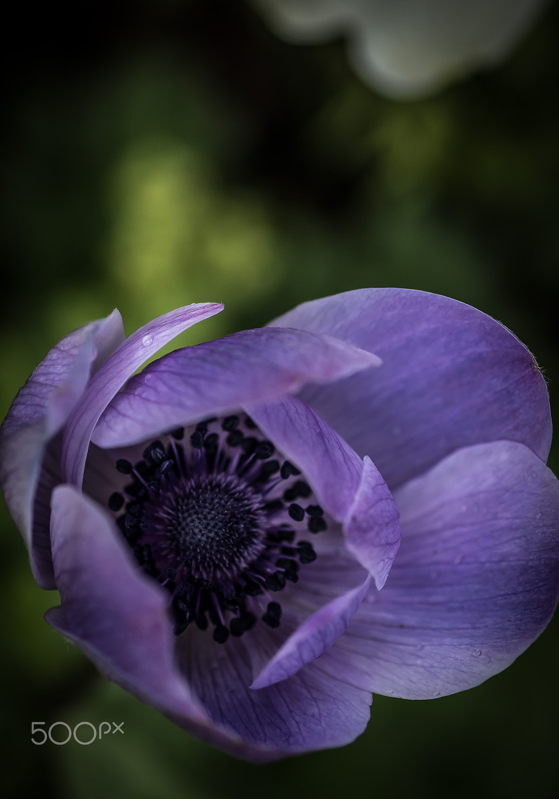 Canon EOS 7D Mark II + Tamron SP AF 90mm F2.8 Di Macro sample photo. Flowers photography