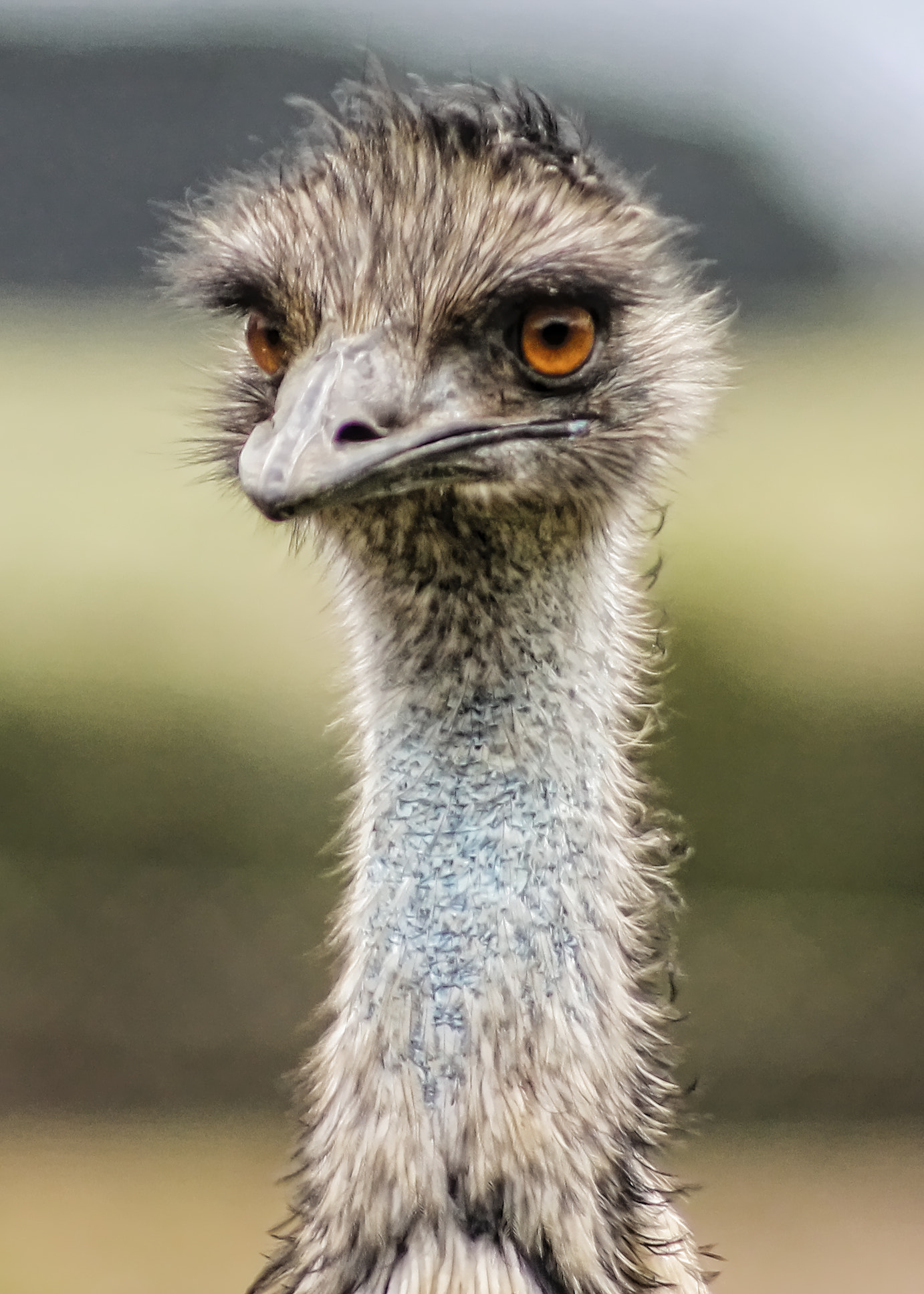 Canon EF 75-300mm f/4-5.6 USM sample photo. Emu close up photography