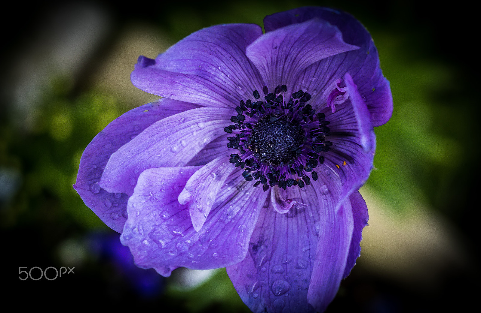 Canon EOS 7D Mark II + Tamron SP AF 90mm F2.8 Di Macro sample photo. Flowers photography
