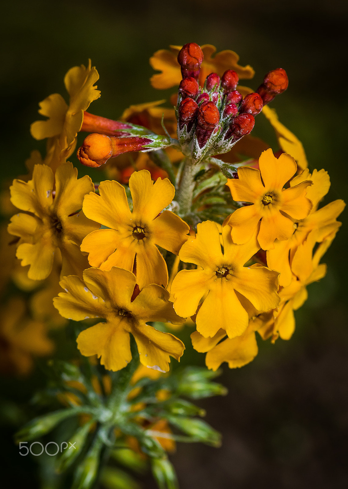 Canon EOS 7D Mark II + Tamron SP AF 90mm F2.8 Di Macro sample photo. Flowers photography