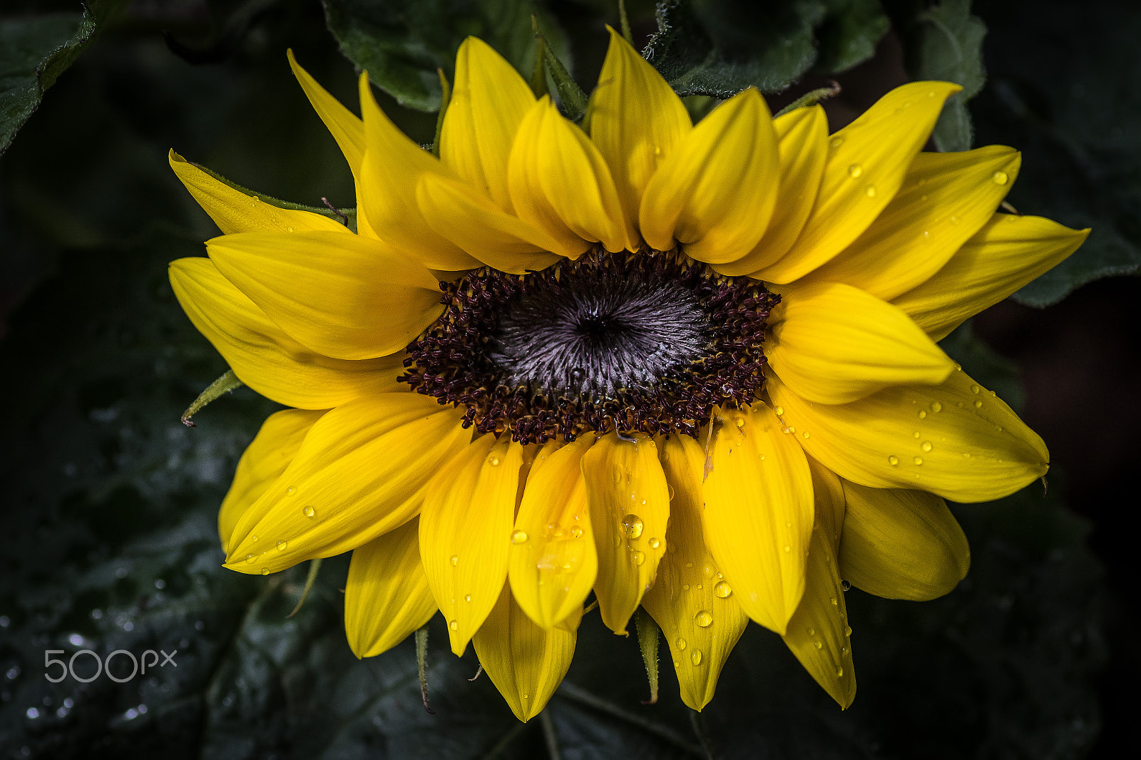 Canon EOS 7D Mark II + Tamron SP AF 90mm F2.8 Di Macro sample photo. Flowers photography