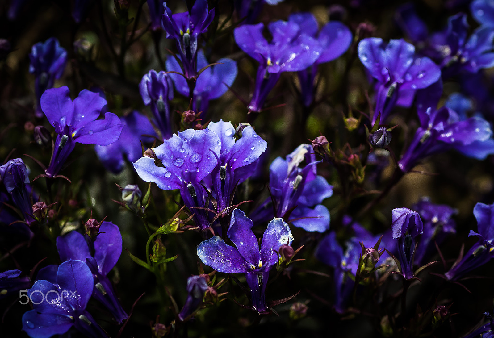 Canon EOS 7D Mark II + Tamron SP AF 90mm F2.8 Di Macro sample photo. Flowers photography