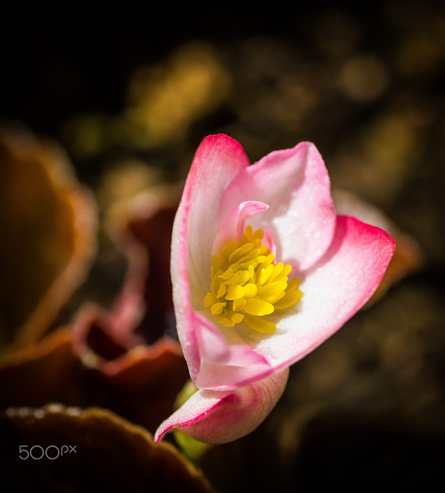Canon EOS 7D Mark II + Tamron SP AF 90mm F2.8 Di Macro sample photo. Flowers photography