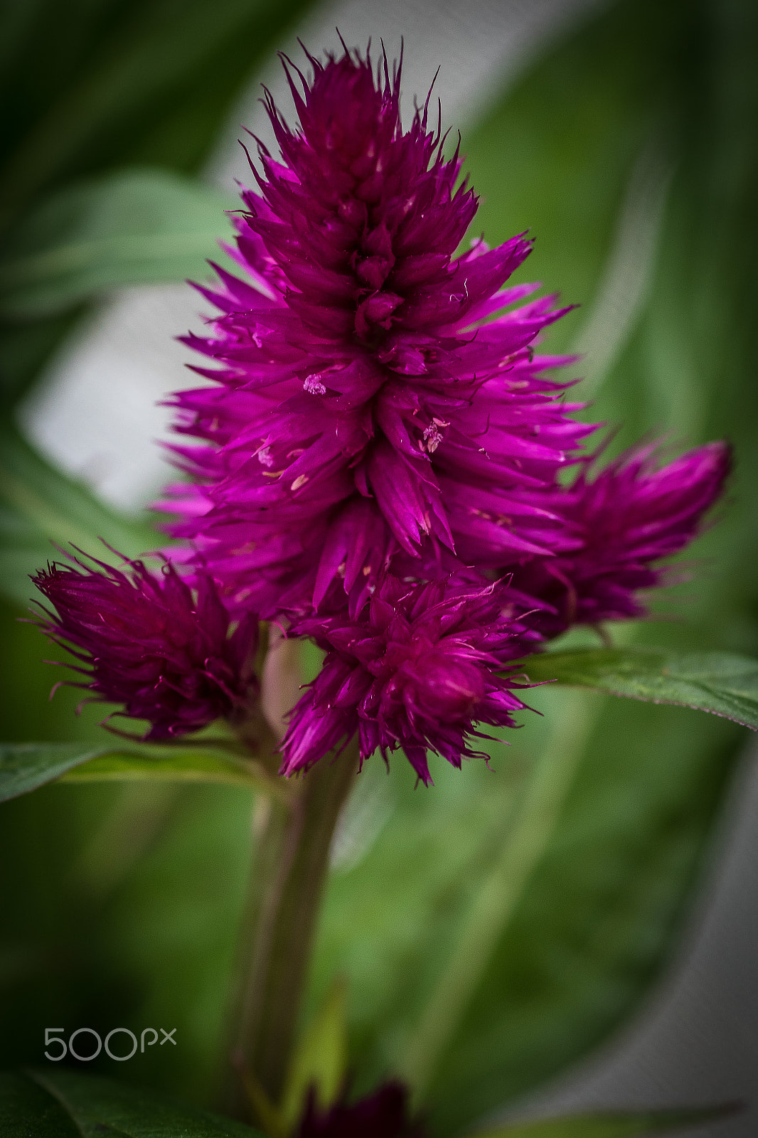 Canon EOS 7D Mark II + Tamron SP AF 90mm F2.8 Di Macro sample photo. Flowers photography