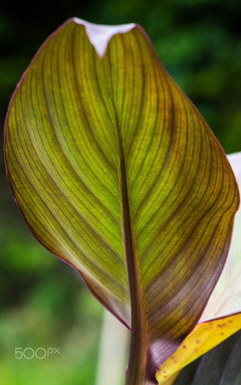 Canon EOS 7D Mark II + Tamron SP AF 90mm F2.8 Di Macro sample photo. Flowers photography