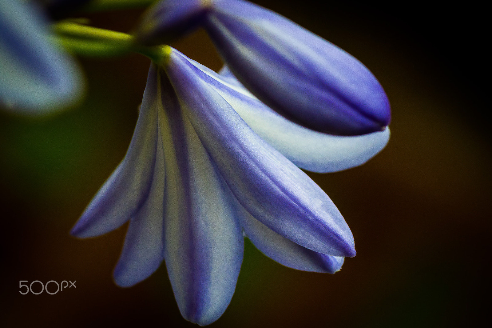 Canon EOS 7D Mark II + Tamron SP AF 90mm F2.8 Di Macro sample photo. Flowers photography