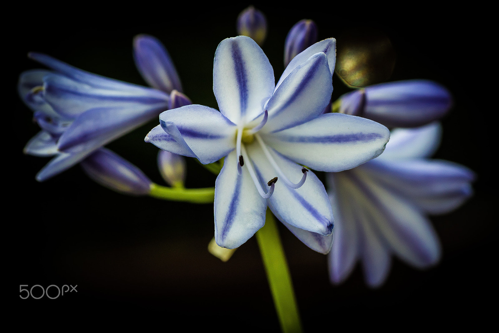 Canon EOS 7D Mark II + Tamron SP AF 90mm F2.8 Di Macro sample photo. Flowers photography
