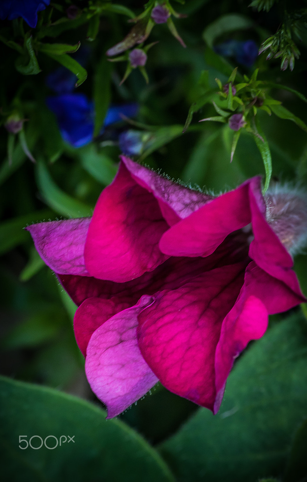 Canon EOS 7D Mark II + Tamron SP AF 90mm F2.8 Di Macro sample photo. Flowers photography