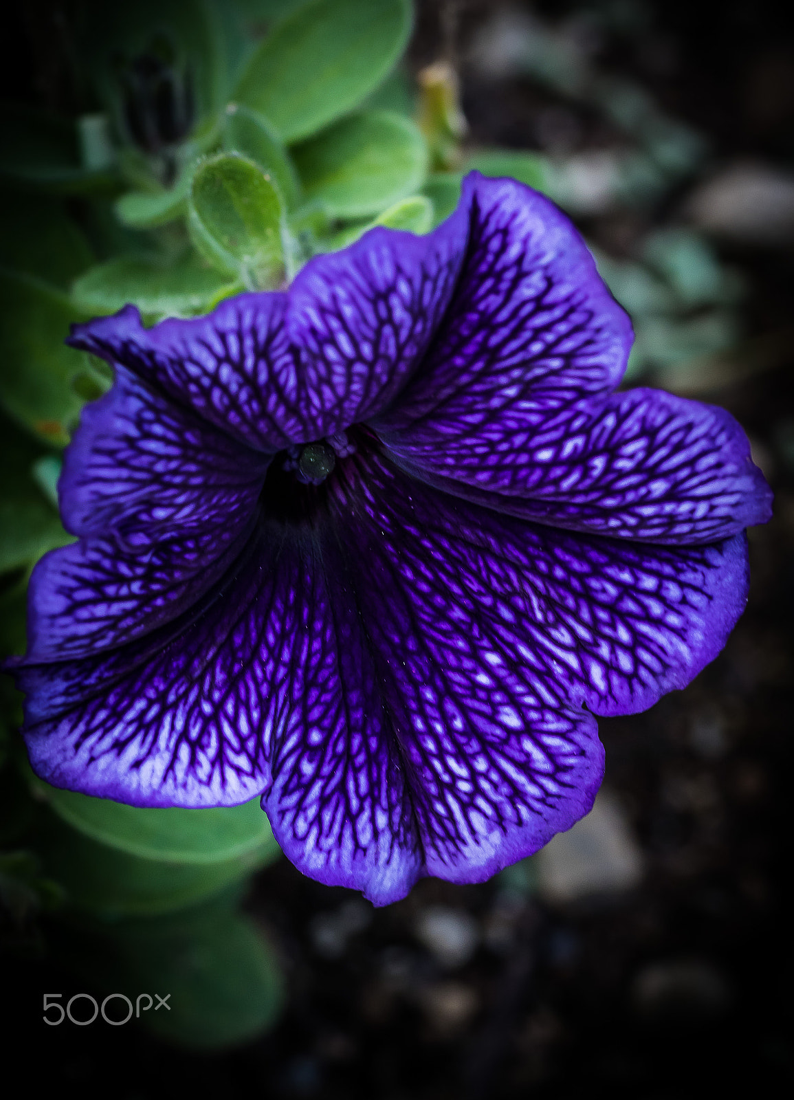 Canon EOS 7D Mark II + Tamron SP AF 90mm F2.8 Di Macro sample photo. Flowers photography