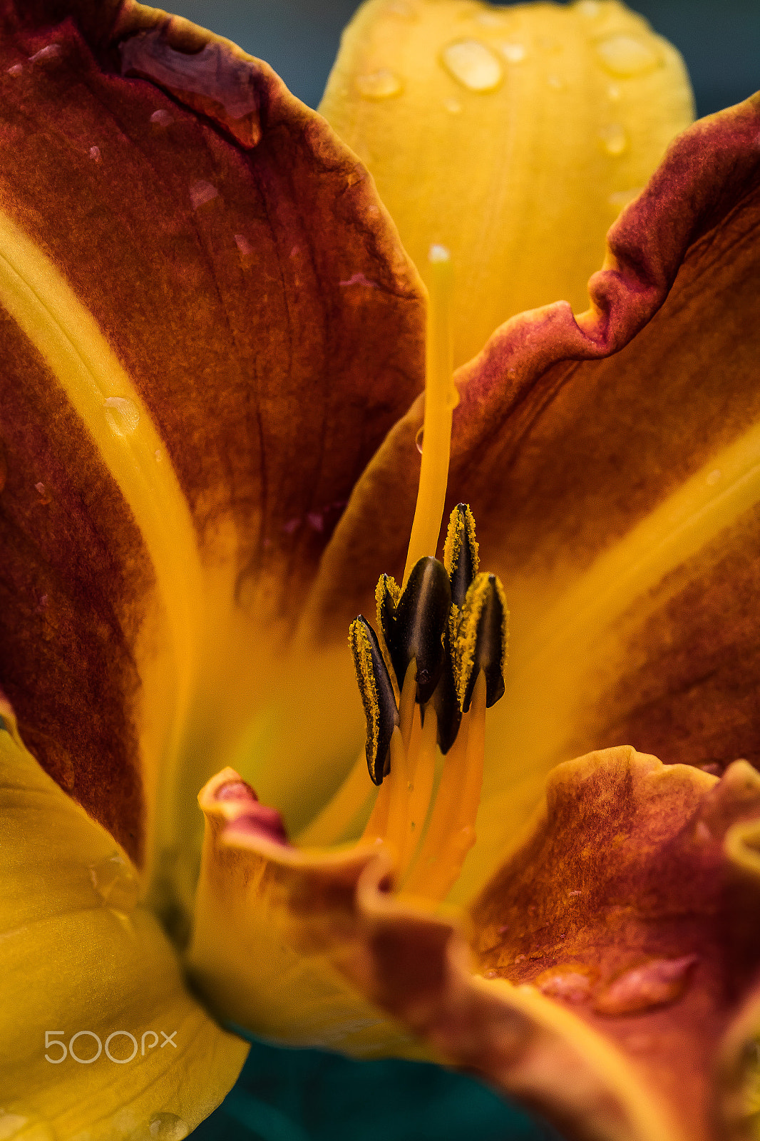 Canon EOS 7D Mark II + Tamron SP AF 90mm F2.8 Di Macro sample photo. Flowers photography