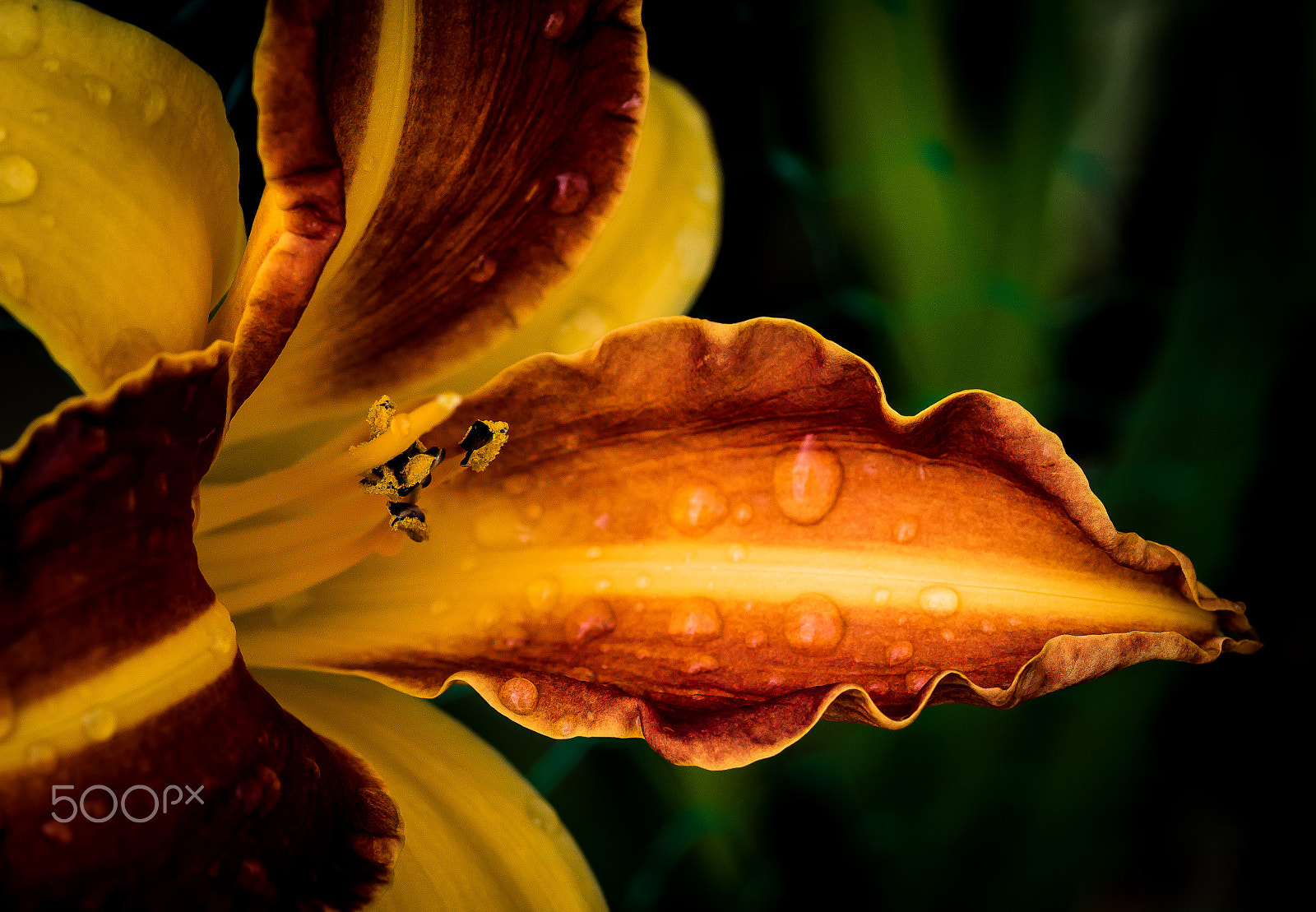 Canon EOS 7D Mark II + Tamron SP AF 90mm F2.8 Di Macro sample photo. Flowers photography