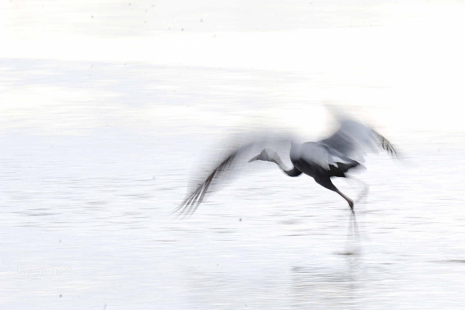Nikon D3S + Nikon AF-S Nikkor 600mm F4G ED VR sample photo. Flight photography