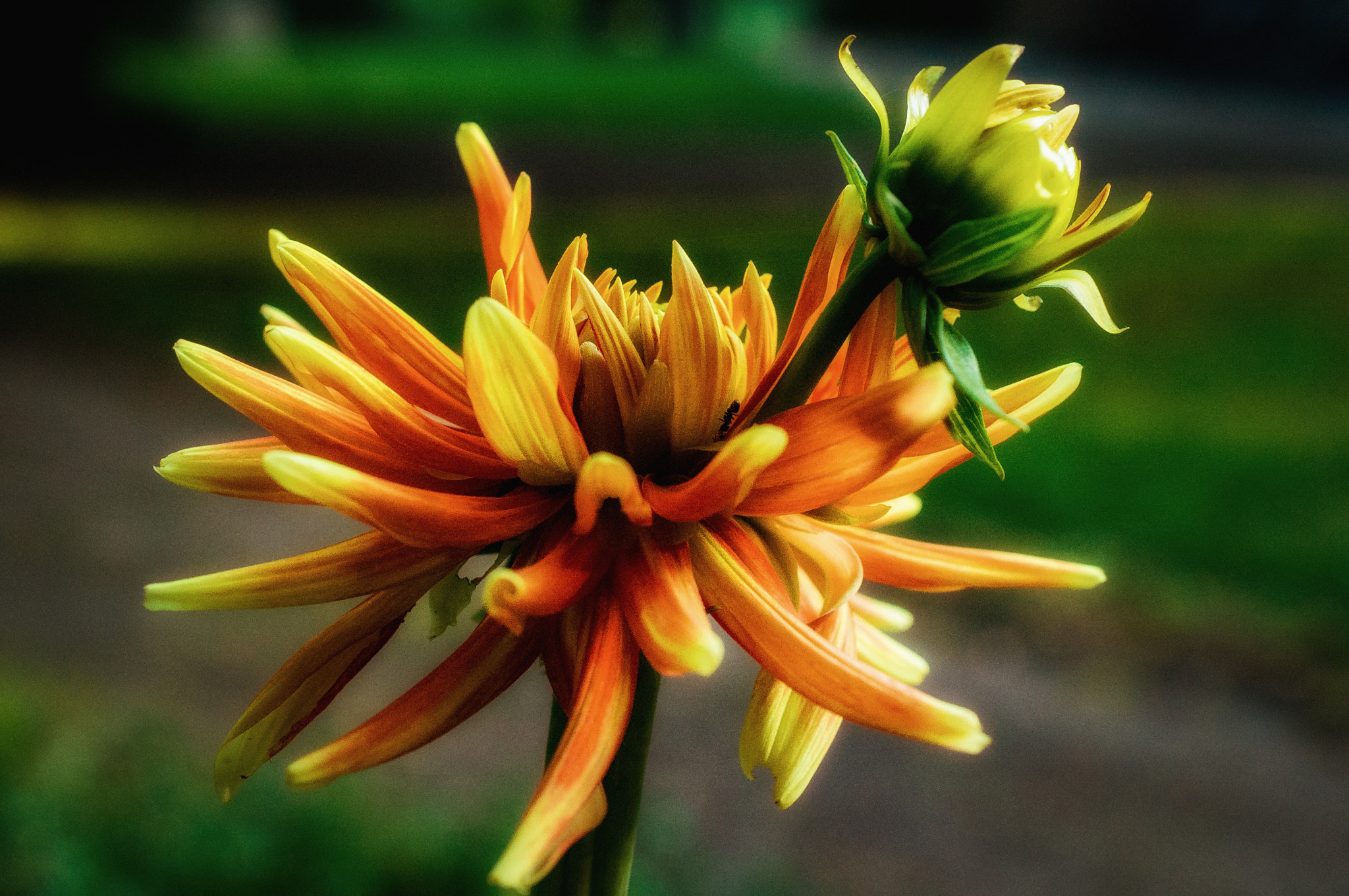 Nikon AF-S DX Micro Nikkor 40mm F2.8 sample photo. Dahlia photography