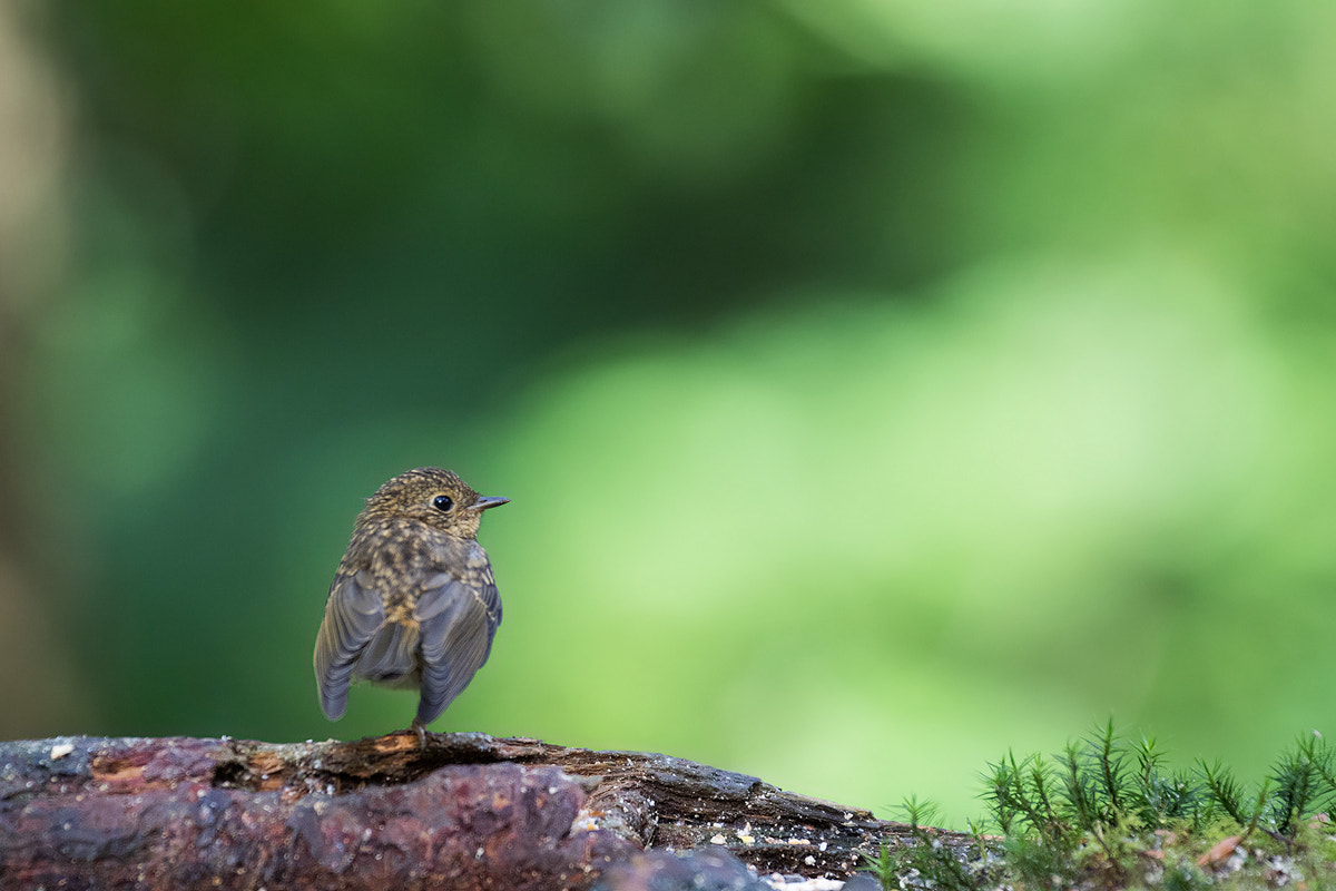Canon EF 200mm F2.8L II USM sample photo. Flamingo wren? photography