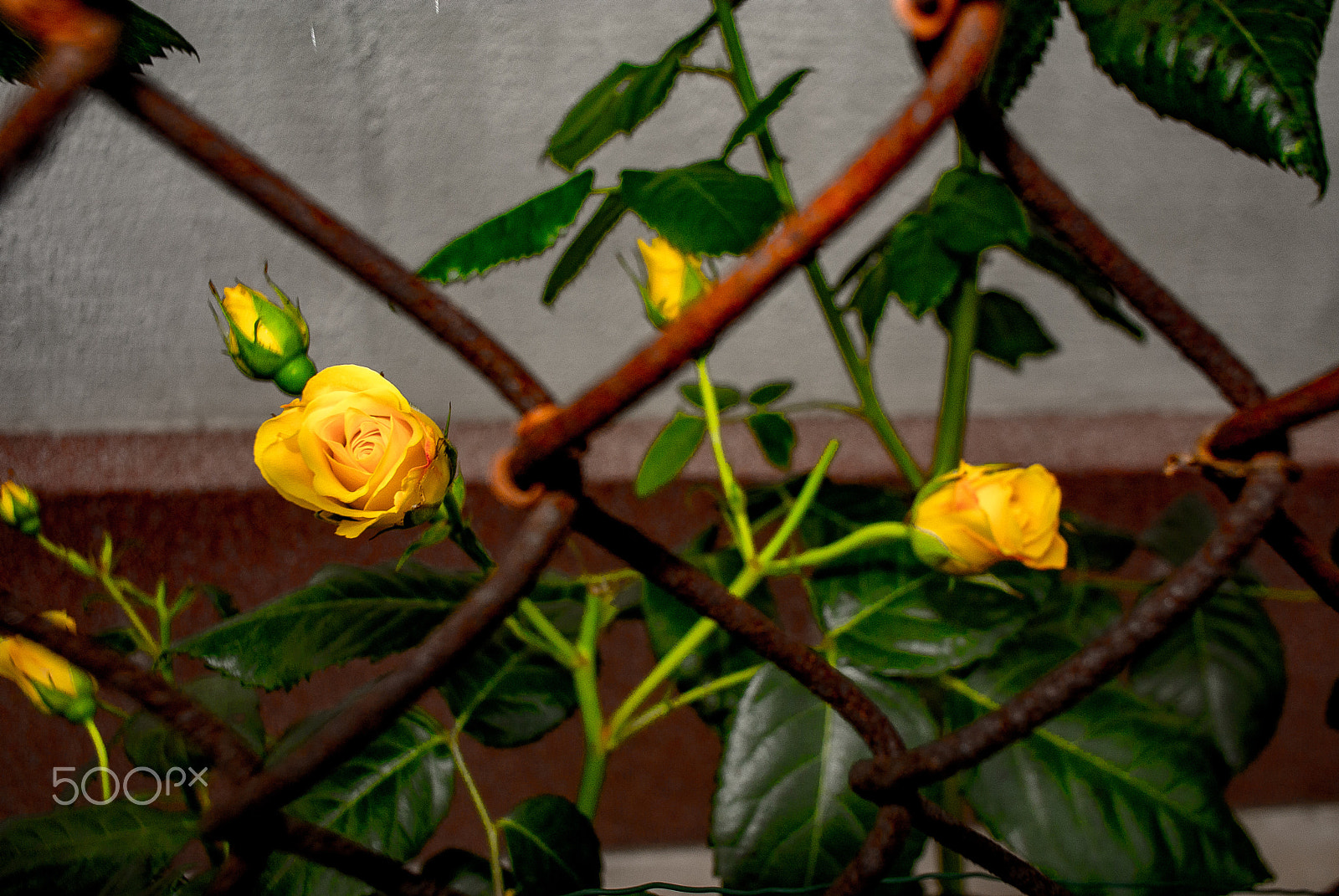 Nikon 1 J1 + Nikon 1 Nikkor 10mm F2.8 sample photo. Roses for the rusty bars photography