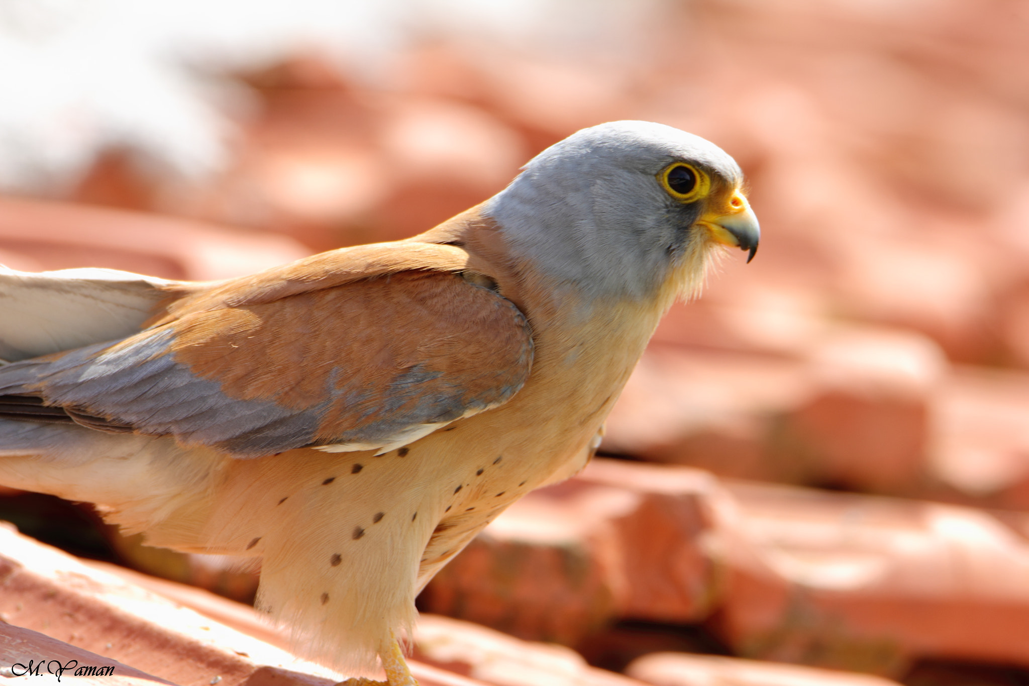 Tamron SP 150-600mm F5-6.3 Di VC USD sample photo. Küçük kerkenez - lesser kestrel photography