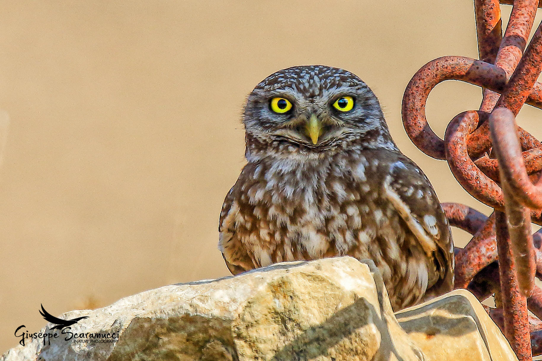 Sigma 150-600mm F5-6.3 DG OS HSM | S sample photo. Owl photography