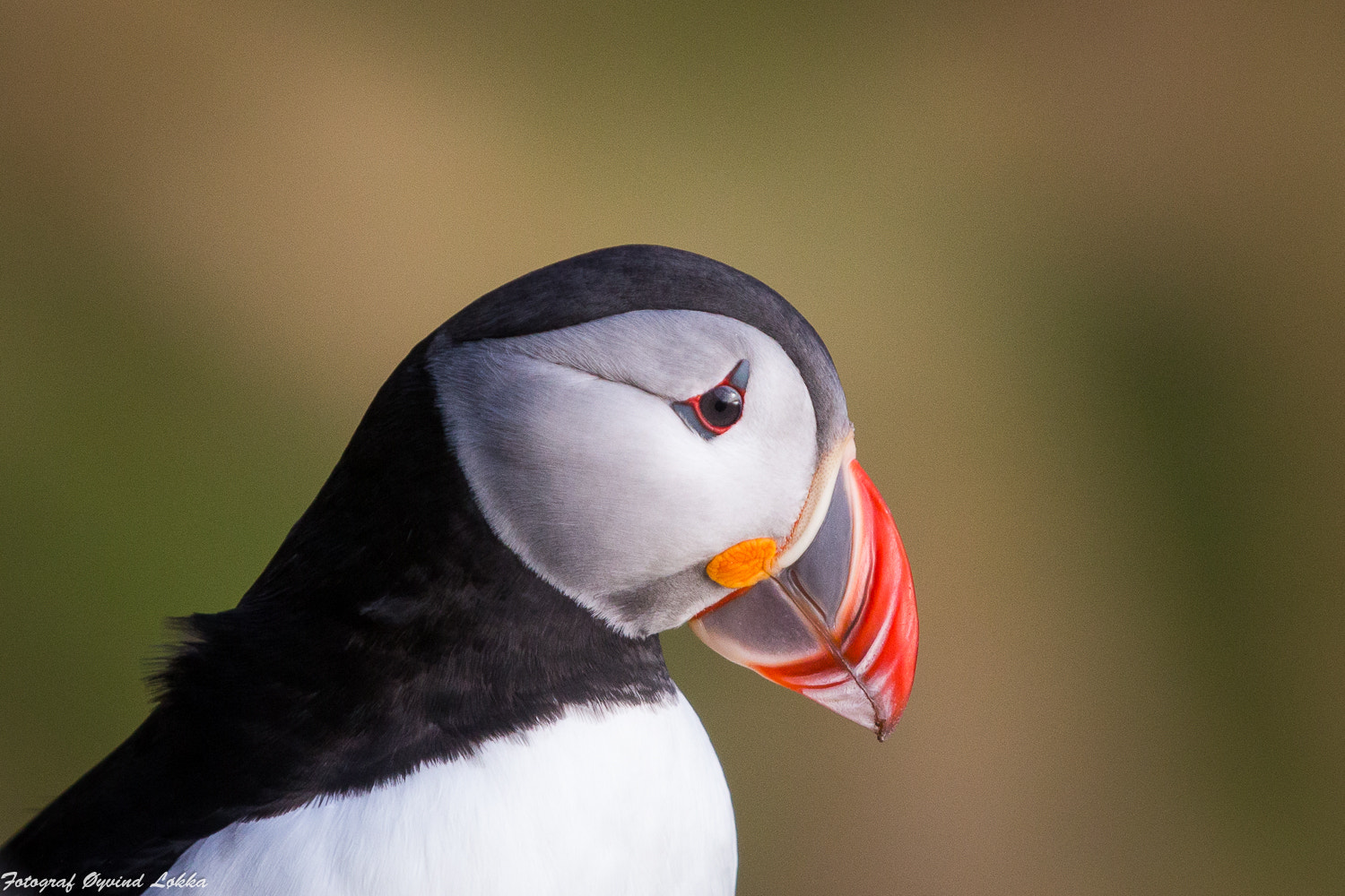 Canon EF 70-200mm F2.8L IS II USM sample photo. Puffin photography