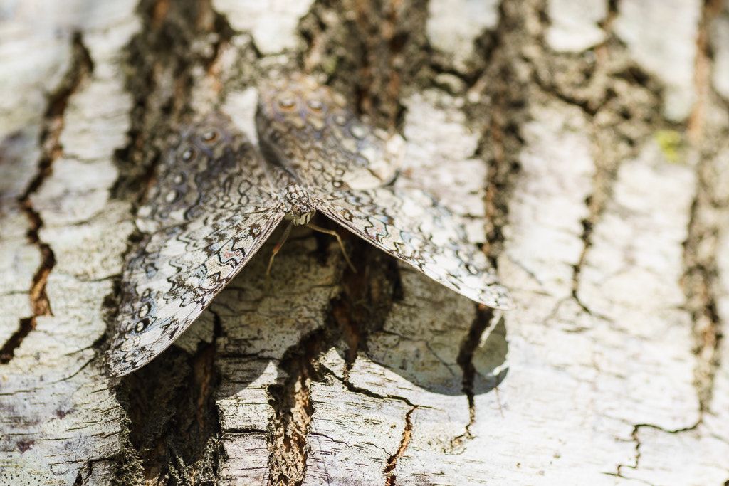 Sony a7R sample photo. Perfect disguise photography