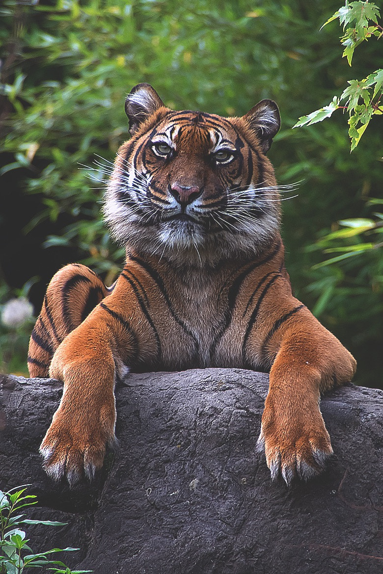 Pentax K-3 sample photo. Cute big tiger. photography