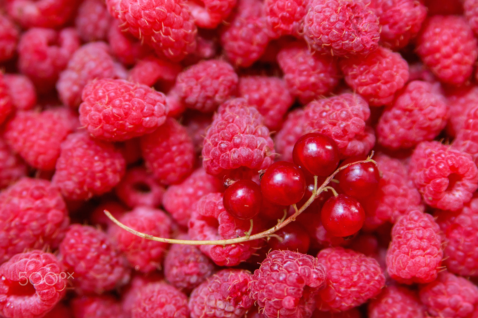 Canon EOS 750D (EOS Rebel T6i / EOS Kiss X8i) sample photo. Raspberry & red currant photography