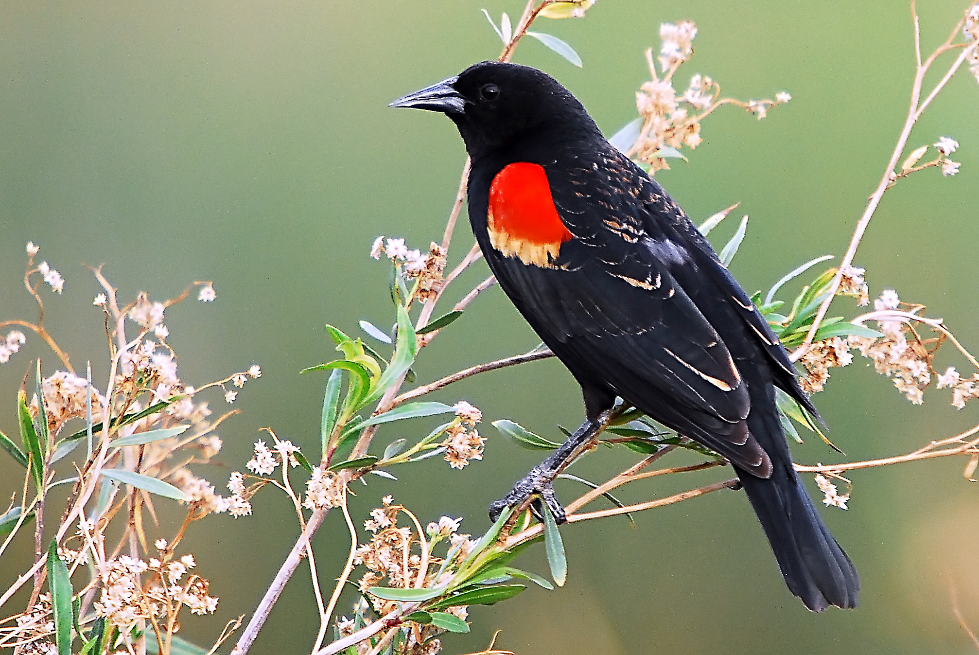 Nikon D200 + Sigma 50-500mm F4-6.3 EX APO RF HSM sample photo. Red winged black bird photography