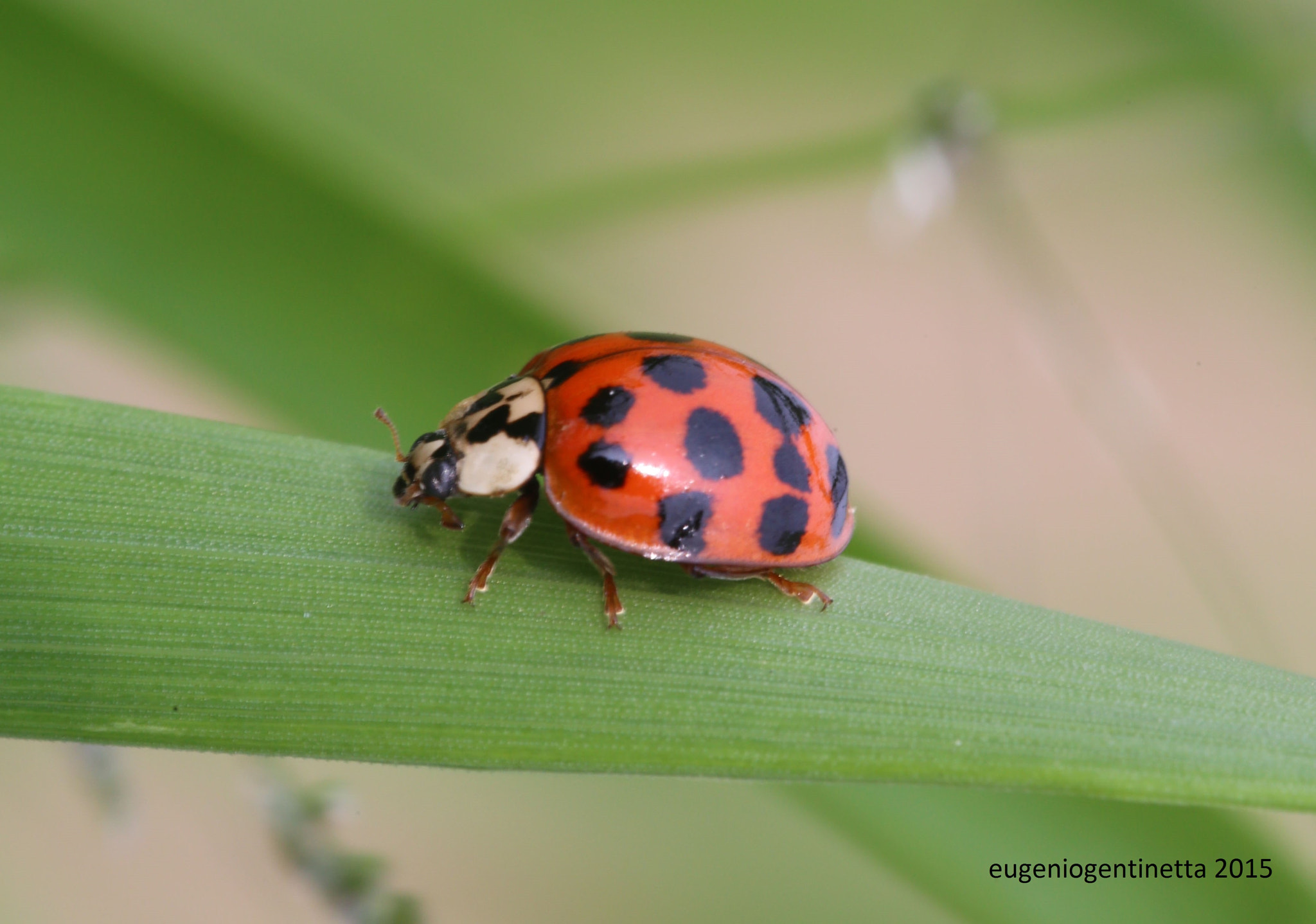 Sigma 150mm f/2.8 EX DG OS HSM APO Macro sample photo. Harmonia axyridis (pallas, 1773) photography