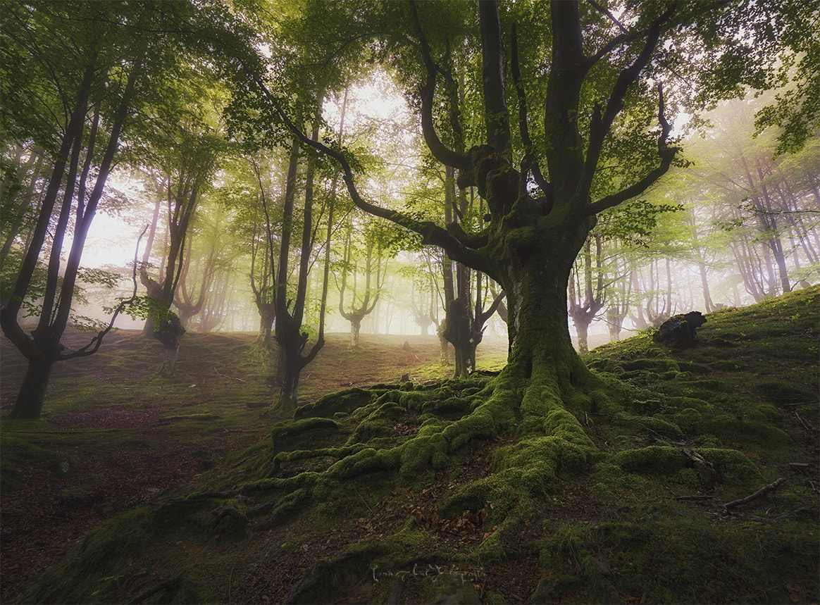 OLYMPUS  7-14mm Lens sample photo. Solo forest photography