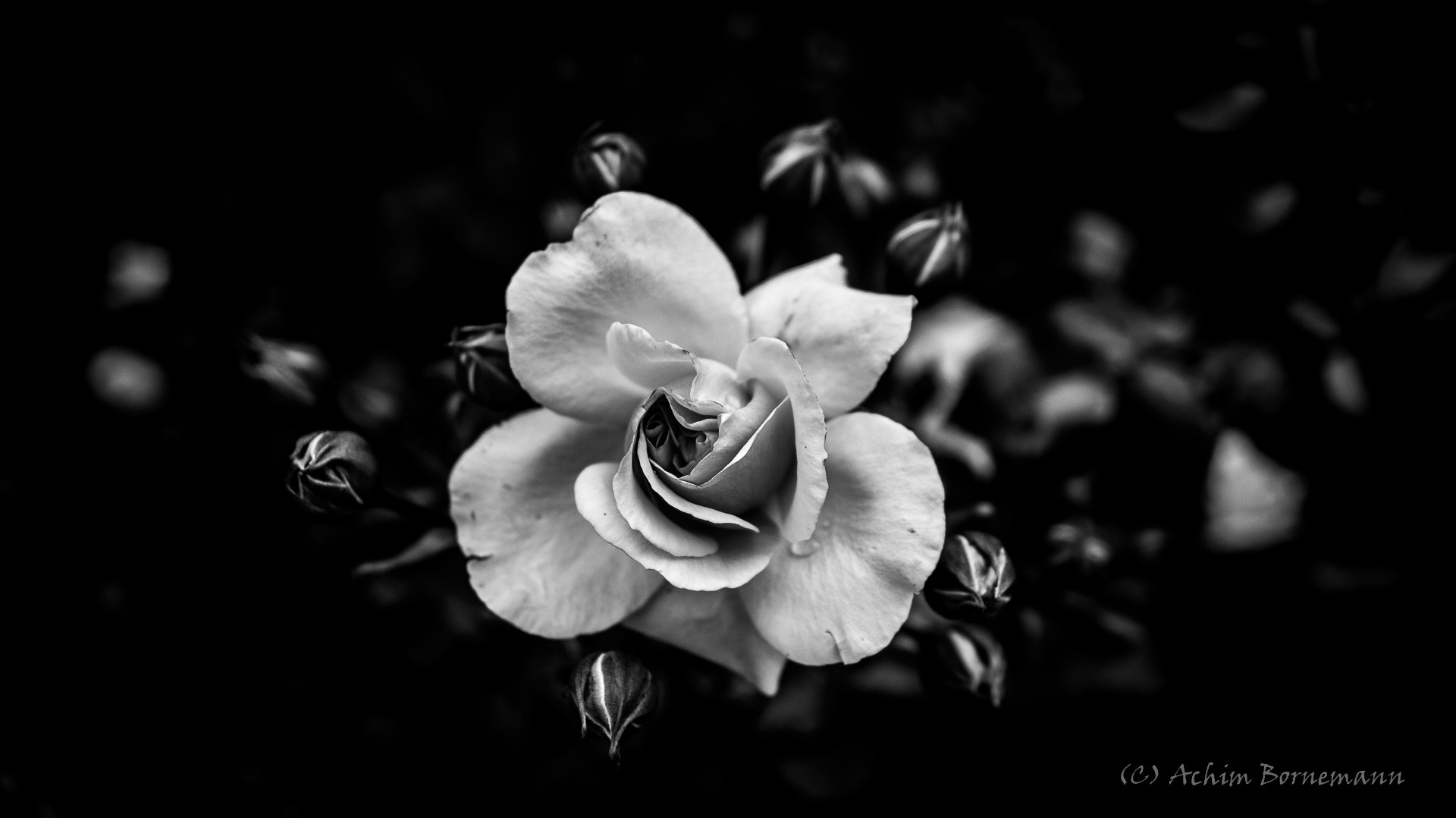 Sony SLT-A58 sample photo. Shine photography