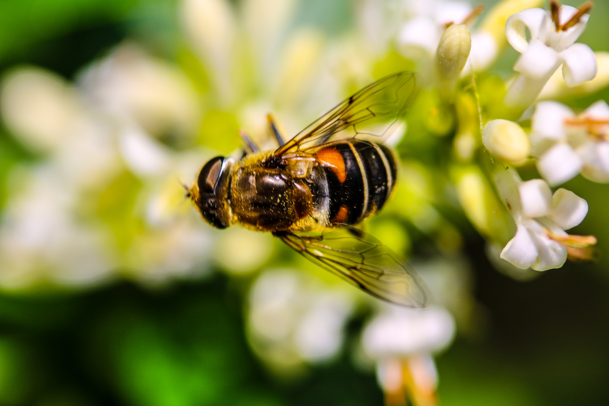 Canon EF-S 60mm F2.8 Macro USM sample photo. Untitled photography