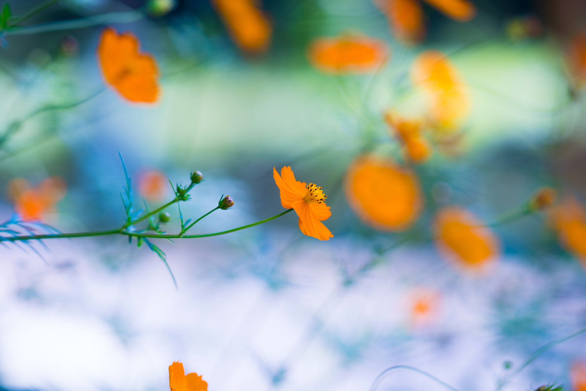 Sony a7R II + Sony Sonnar T* 135mm F1.8 ZA sample photo. Cosmos sulphureus photography