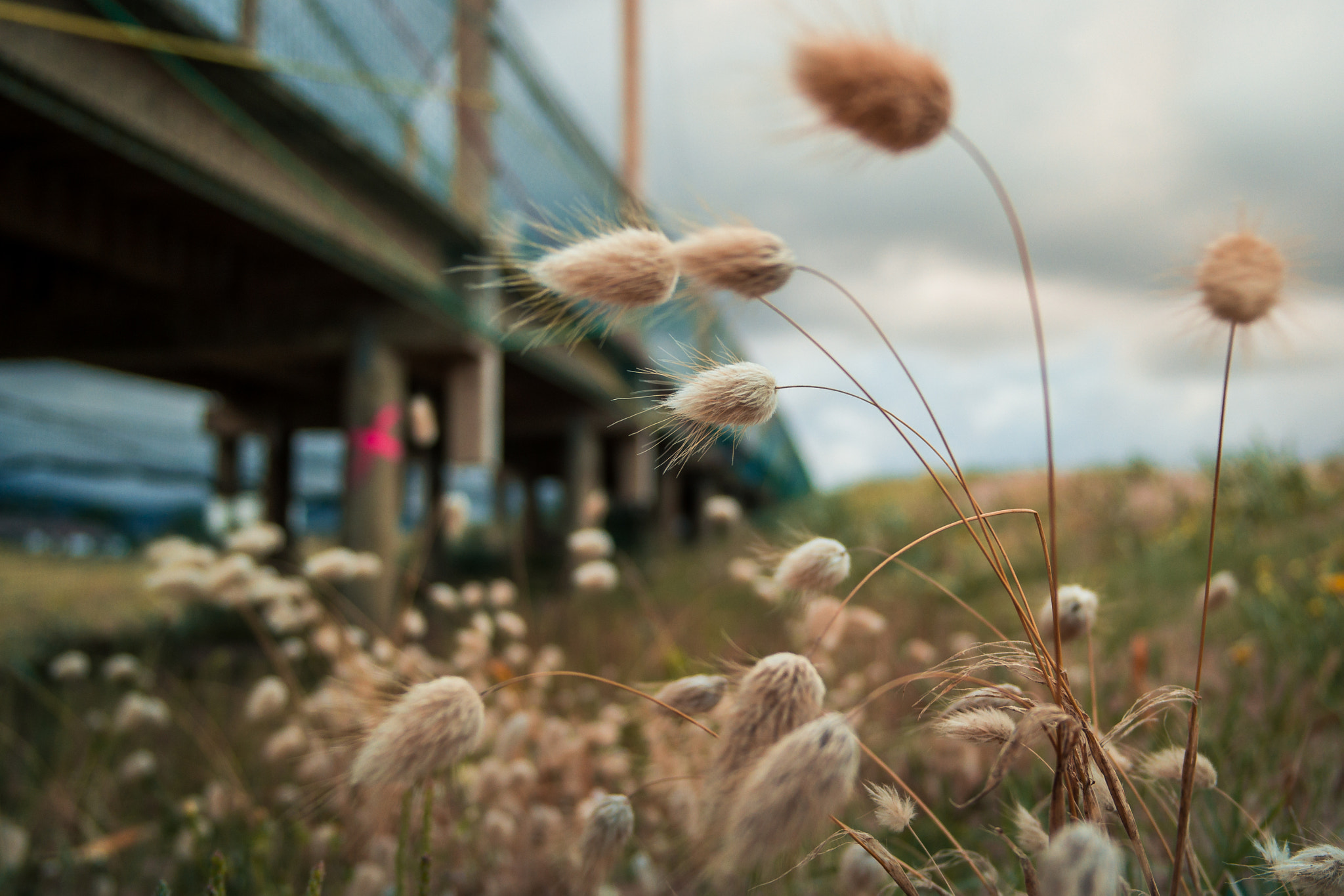 Samsung NX 20-50mm F3.5-5.6 ED sample photo. Sam_5807.jpg photography