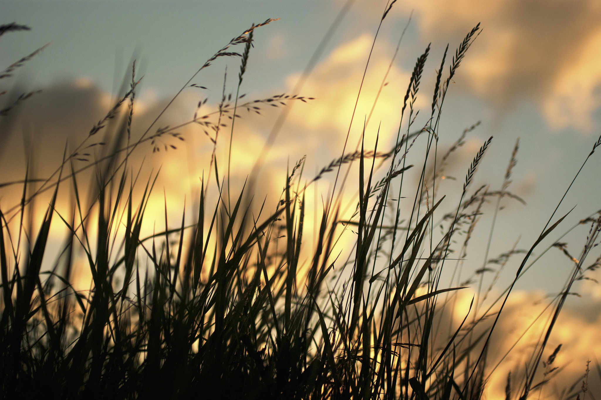 Sony Alpha DSLR-A390 + Sigma 30mm F1.4 EX DC HSM sample photo. Reed&clouds photography