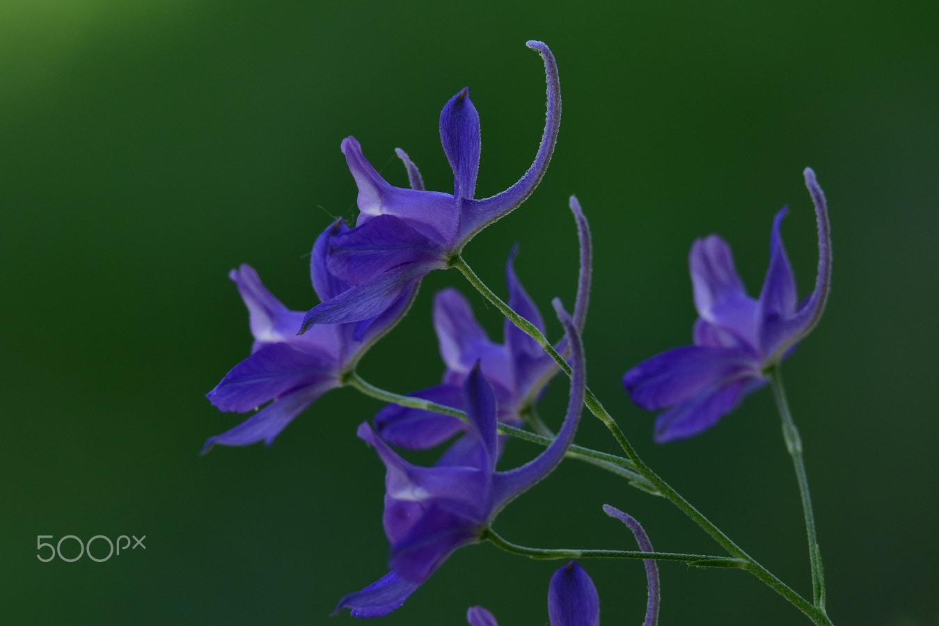 Sigma 70-200mm F2.8 EX DG OS HSM sample photo. Lce_4069.jpg photography