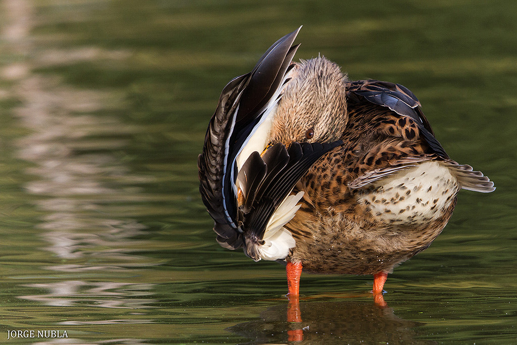 Canon EF 500mm F4L IS II USM sample photo. Anade azulón (anas platyrhynchos). photography