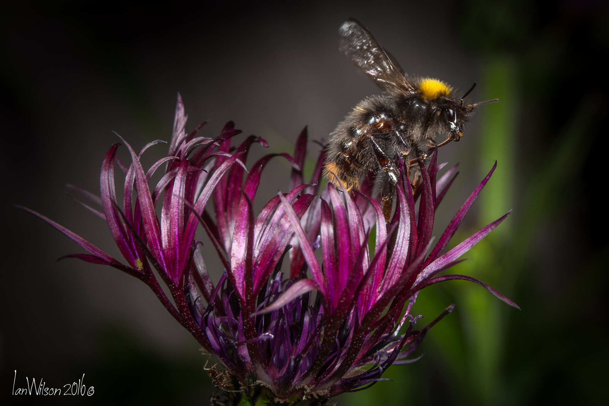 Sigma 105mm F2.8 EX DG OS HSM sample photo. Edit photography