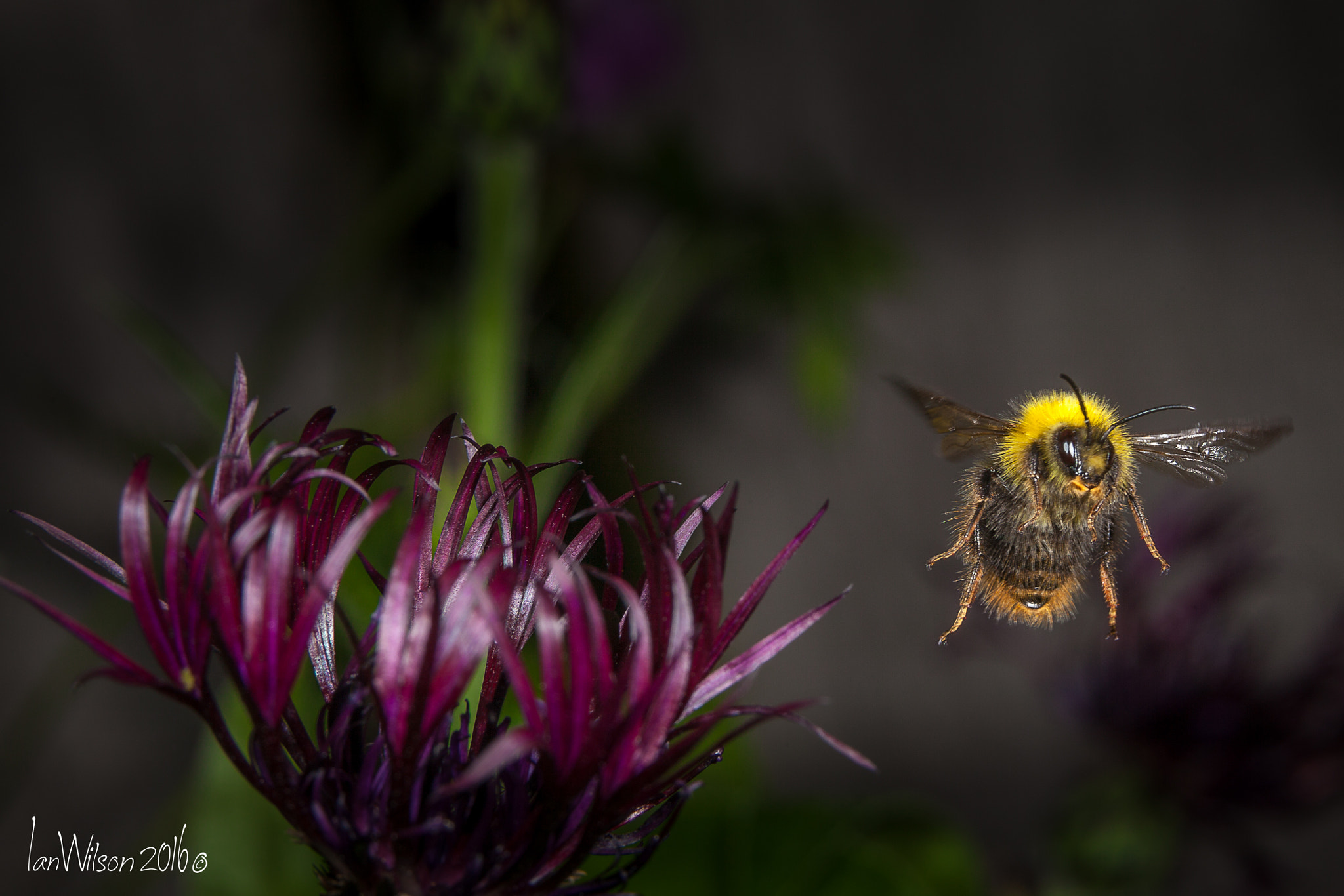 Sigma 105mm F2.8 EX DG OS HSM sample photo. Edit photography