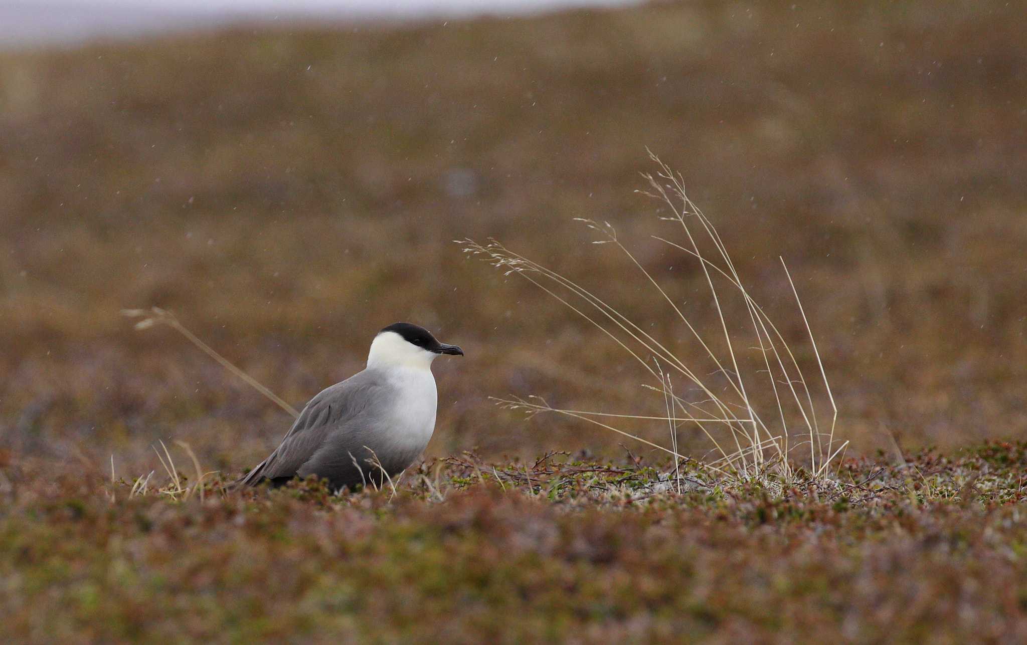 Canon EOS 50D + Canon EF 100-400mm F4.5-5.6L IS II USM sample photo. Long-tailed skua photography