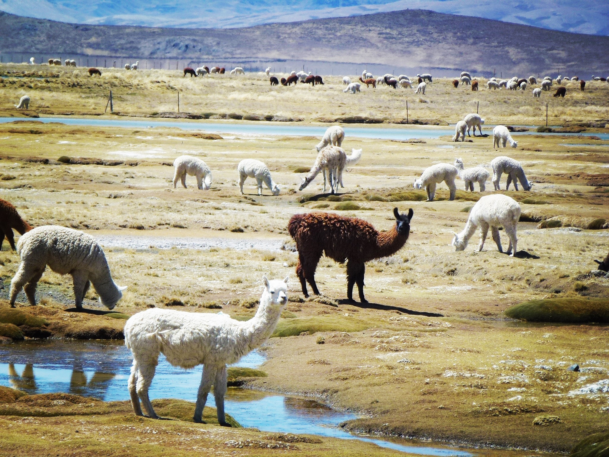 Leica V-Lux 30 / Panasonic Lumix DMC-TZ22 sample photo. Peru photography