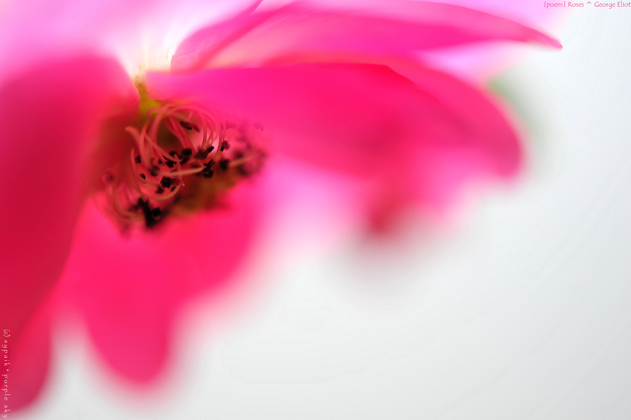 Nikon AF-S Micro-Nikkor 60mm F2.8G ED sample photo. Roses photography