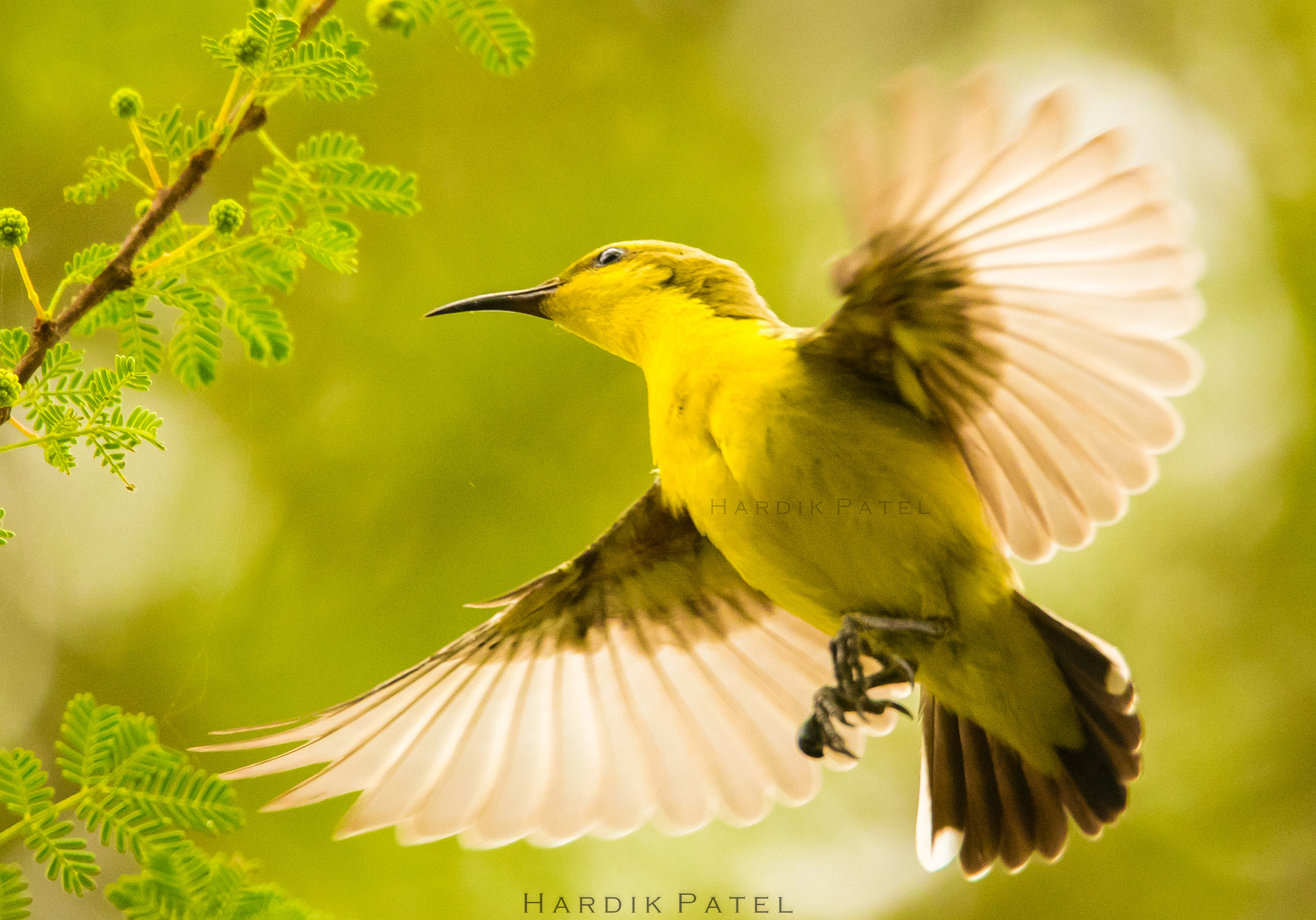Nikon D5 sample photo. Purple sunbird photography