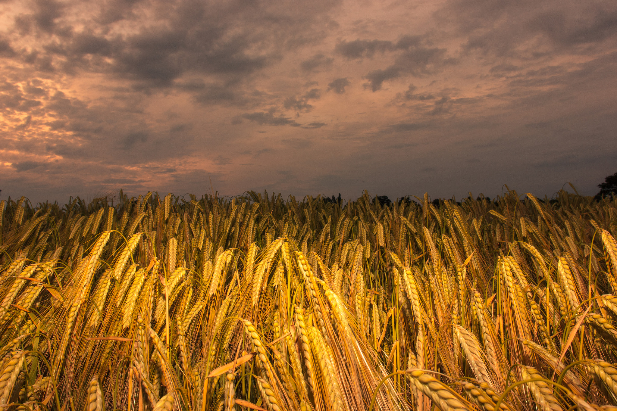 Canon EOS 600D (Rebel EOS T3i / EOS Kiss X5) + Canon EF 20mm F2.8 USM sample photo. Barley fields photography