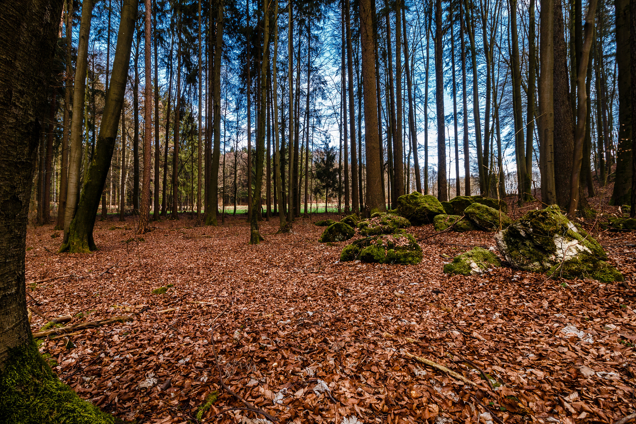 Canon EOS 70D + Canon EF-S 10-18mm F4.5–5.6 IS STM sample photo. Forest in march photography
